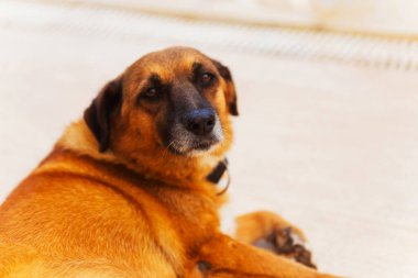 Büyük kırmızı evsiz köpek ağızlığı. Yaklaş. Yüksek kalite fotoğraf