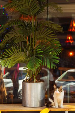 Bir vitrindeki saksıda, palmiye ağacının altındaki kedi. Yüksek kalite fotoğraf