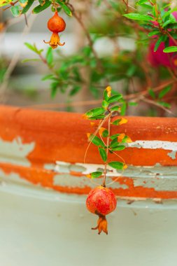 Bu resim, doğal güzelliğinin ve bolluğunun zenginliğini vurgulayan canlı kırmızı meyvelerini sergileyen bir nar ağacının yakın çekimini gösteriyor.
