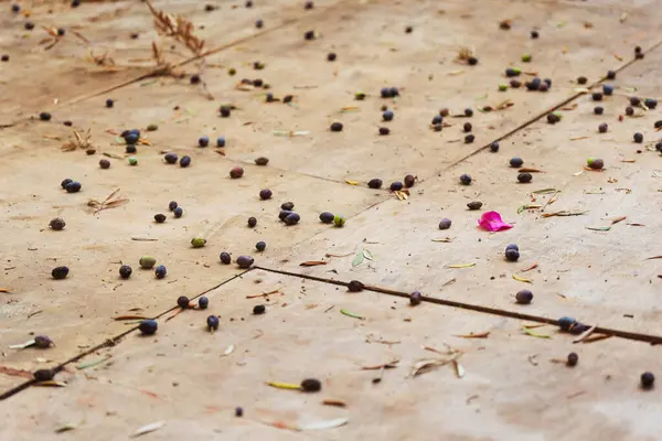 stock image olives from tree on ceramic floor in garden. High quality photo