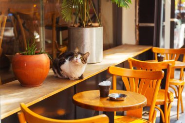 İstanbul 'da bir kafede şirin bir sokak kedisi. Yüksek kalite fotoğraf