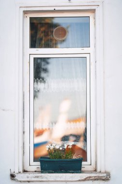 Penceredeki tencerede beyaz çiçekler. Pencere kenarında taze çiçekler. Yüksek kalite fotoğraf