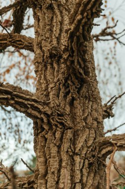 the trunk of a cork tree in the park. the loose texture of tree bark on the street. High quality photo clipart