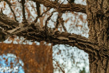 the trunk of a cork tree in the park. the loose texture of tree bark on the street. High quality photo clipart