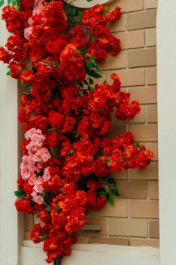 decorating the store entrance with red flowers. artificial flowers on exterior wall of the building. High quality photo clipart