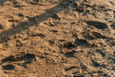 Şehirde çim eksikliği var. Kazakistan 'da peyzaj tasarımı ile ilgili bir sorun var. Toprak ve kaldırımları kirletin. Yüksek kalite fotoğraf