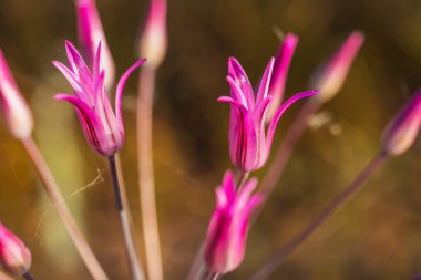 Alma bozkırında mor çanlar. Kazakistan 'da parlak renkli çiçekler açıyor. Yüksek kalite fotoğraf