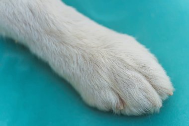 İri yarı bir köpeğin pençesi. Kızak köpeğinin yünlü pençesi. Yüksek kalite fotoğraf