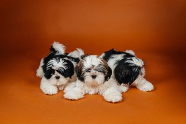 Turuncu arka planda yatan küçük shih tzu yavruları. Genç safkan köpek yavruları renkli arka planda. Yüksek kalite fotoğraf