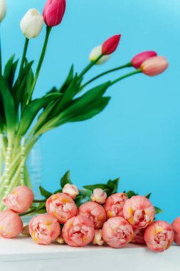 Mavi arka planda beyaz ayaklı renkli laleler. Renkli vazoda bir buket lale tomurcuğu. Yüksek kalite fotoğraf