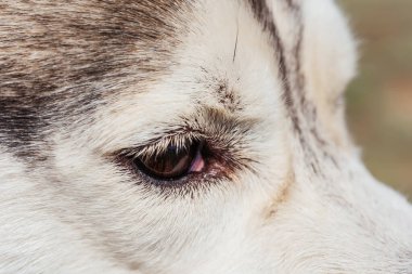 Yumuşak bir köpeğin gözleri. İri yarı bir kızak köpeğinin gözleri. Yüksek kalite fotoğraf