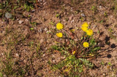 Almaaty dağlarında çiçek açan çimenler. Kazakistan bozkırında sarı karahindiba çiçekleri. Yüksek kalite fotoğraf