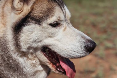 Yumuşak bir köpeğin gözleri. İri yarı bir kızak köpeğinin gözleri. Yüksek kalite fotoğraf