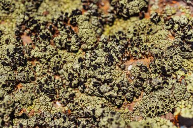 Dağlardaki kayalıklarda Xanthoria Wallis. Kayanın üzerindeki renkli liken. Granit üzerine yosun dokusu. Yüksek kalite fotoğraf