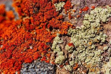 Dağlardaki kayalıklarda Xanthoria Wallis. Kayanın üzerindeki renkli liken. Granit üzerine yosun dokusu. Yüksek kalite fotoğraf