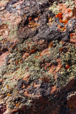 Dağlardaki kayalıklarda Xanthoria Wallis. Kayanın üzerindeki renkli liken. Granit üzerine yosun dokusu. Yüksek kalite fotoğraf