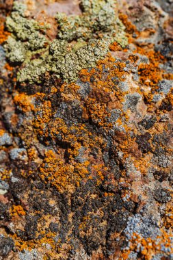 Dağlardaki kayalıklarda Xanthoria Wallis. Kayanın üzerindeki renkli liken. Granit üzerine yosun dokusu. Yüksek kalite fotoğraf
