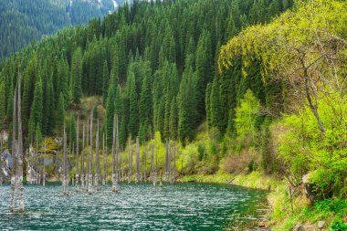Dağlardaki Kaindy Gölü Almaty. Kazakistan 'ın buzlu sularında donmuş çamlar. Göldeki ağaç gövdeleri. Yüksek kalite fotoğraf