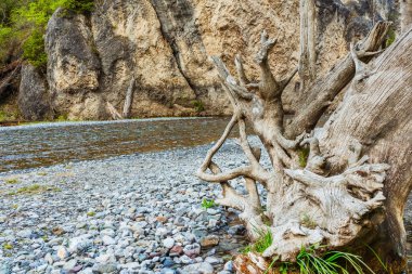 Yaşlı ağaç nehre düştü. Suda çürüyen yaşlı ladin sandığı. Yüksek kalite fotoğraf