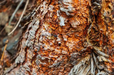 Dağlardaki yaşlı ağaç. Kabuksuz kütük. Yüksek kalite fotoğraf