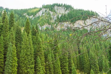 Almaty 'de ağaçları olan bir vadi. Kolsai Gölü bölgesinde yeşil köknar ağaçları. Yüksek kalite fotoğraf