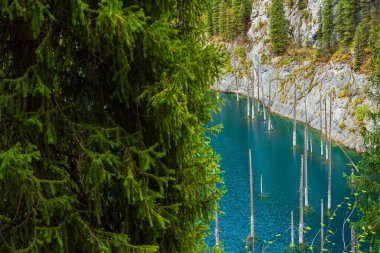 Alma 'da ölü ağaçları olan efsanevi göl. Kazakistan 'da temiz içme suyuyla dolu bir su deposu. Yüksek kalite fotoğraf