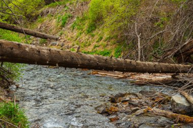 Yaşlı ağaç nehre düştü. Suda çürüyen yaşlı ladin sandığı. Yüksek kalite fotoğraf
