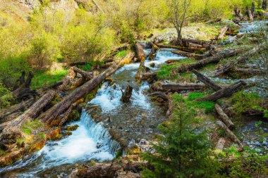 Yaşlı ağaç nehre düştü. Suda çürüyen yaşlı ladin sandığı. Yüksek kalite fotoğraf
