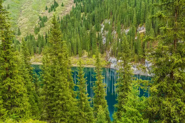 Alma 'da ölü ağaçları olan efsanevi göl. Kazakistan 'da temiz içme suyuyla dolu bir su deposu. Yüksek kalite fotoğraf