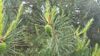 Bulutlu bir günde genç çam dallarına yakın çekim yapmak, kamerayı soldan sağa hareket ettirmek