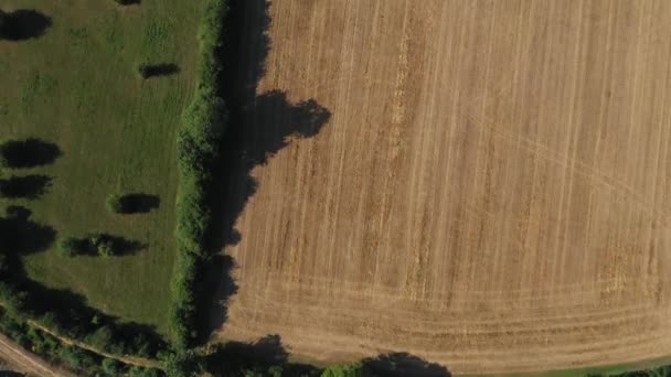 Top Aerial View Green Yellow Wheat Field Farm Greenhouses Golden — стоковое видео