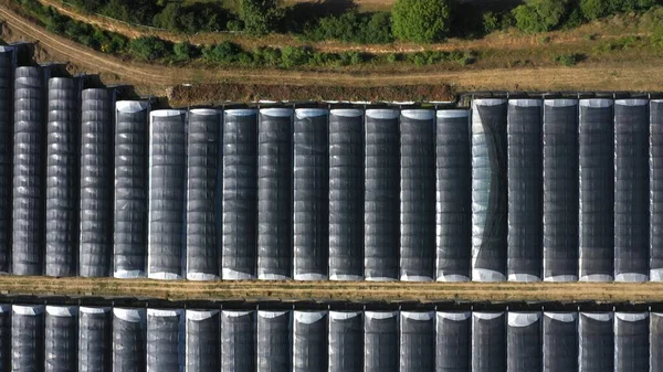 Top Aerial View Green Yellow Wheat Field Farm Greenhouses Golden —  Fotos de Stock