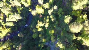 Turkuaz gayzer gölünün üzerinde şeffaf maden suyu ve göl yatağında mavi kil olan bir hava. Yeşil ormanla çevrili bir göl. Doğada güzellik