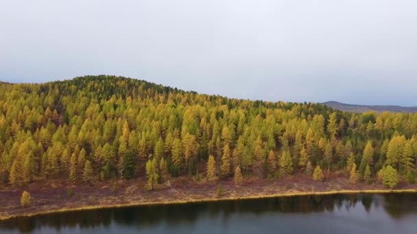 Удивительный Вид Воздуха Озеро Алтае Вид Воздуха Красивое Озеро Леса — стоковое видео