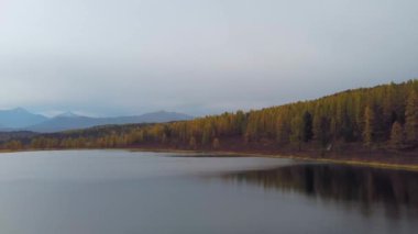 Altai 'deki gölün muhteşem hava manzarası. Güzel bir göl ve ormanların hava manzarası. Altai Dağları