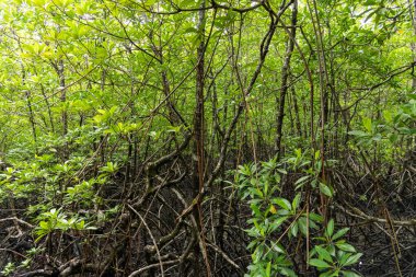 A dense and thriving mangrove forest presents a remarkable showcase of rich biodiversity and vibrant, lush greenery clipart