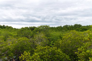 Canlı bir mangrov manzarası, bulutlu bir gökyüzünün altında uzanan uzak tepelerle bereketli yeşillikler sergiliyor.