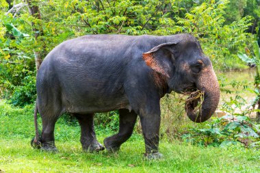 Görkemli ve güzel bir fil doğada bereketli ve yemyeşil bir arazide zarifçe hareket ediyor.