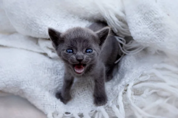 Little Cat Meows Gray Beautiful Fluffy Kitten Cat Asks Food — Stock Photo, Image