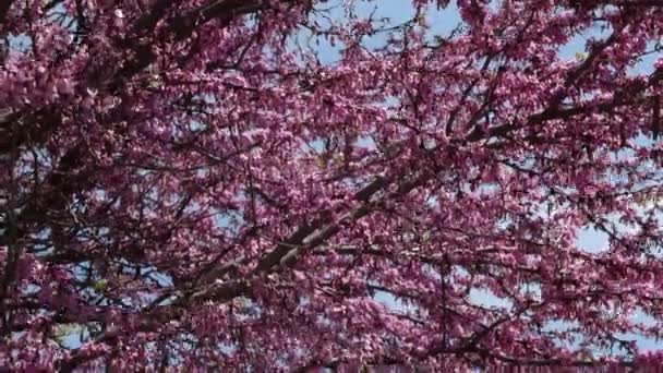 Δέντρο Ανθίζει Την Άνοιξη Ροζ Λουλούδια Που Χρησιμοποιούνται Φόντο Ανάλυση — Αρχείο Βίντεο