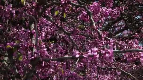 Дерево Цвіте Навесні Рожевими Квітами Використовується Фон Резолюція Повна Рамка — стокове відео