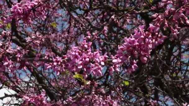 Дерево Цвіте Навесні Рожевими Квітами Які Використовуються Тло Resolution — стокове відео