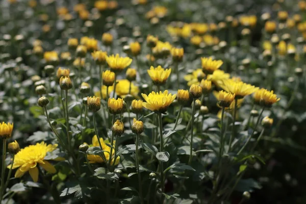 Yellow flowers in bloom full frame used as background