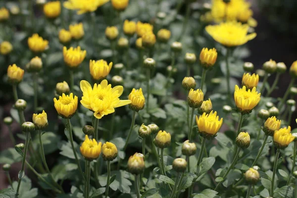 Flores Amarillas Flor Marco Completo Utilizado Como Fondo — Foto de Stock
