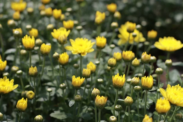 Yellow Flowers Bloom Full Frame Used Background — Stock Photo, Image