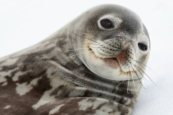 Young Weddel Seal Leptonychotes Weddellii Sea Ice Coast Antarctica — Stock Photo, Image