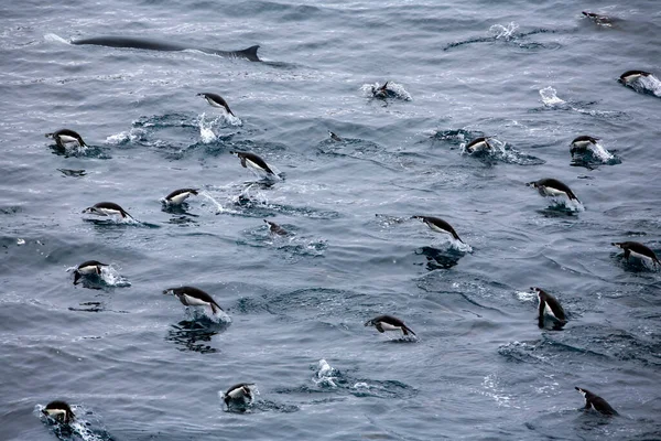 Bir Grup Chinstrap Pengueni Pygoscelis Antarcticus Güney Okyanusu Açıklarında Bir — Stok fotoğraf