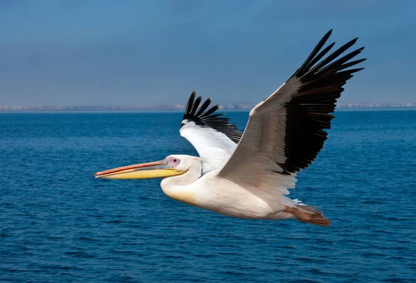 Великий Білий Пелікан Pelecanus Onocrotalus Летить Над Морем Узбережжі Намібії — стокове фото
