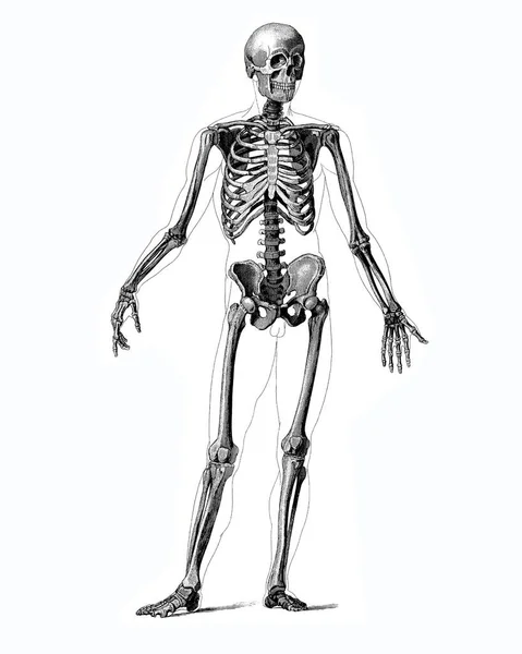 Médico Ilustrações Anatômicas Vitorianas Isolado Fundo Branco Para Recorte — Fotografia de Stock