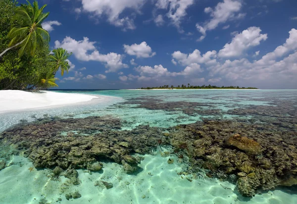 Korallzátony Dél Ari Atoll Sekély Vizében Maldív Szigeteken — Stock Fotó